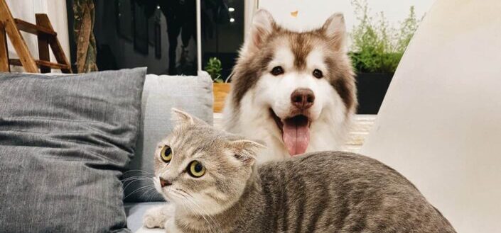 Cat and Dog Sitting on the Couch